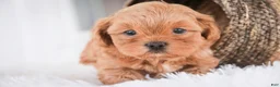 Shihpoo dogs for sale: Boone - Ad 5