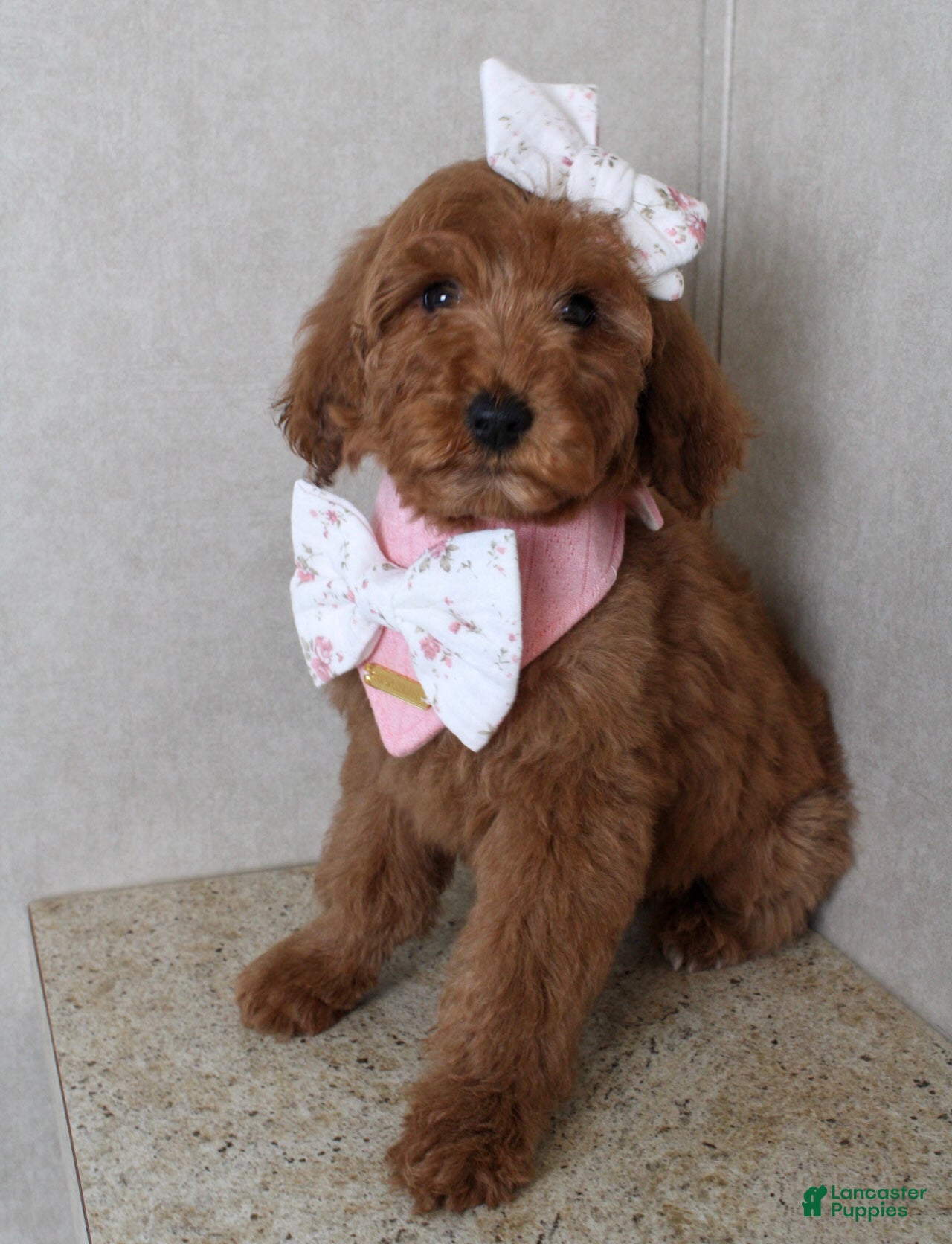 Goldendoodle dogs carol - Ad 34