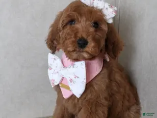 Goldendoodle dogs carol - Ad 34