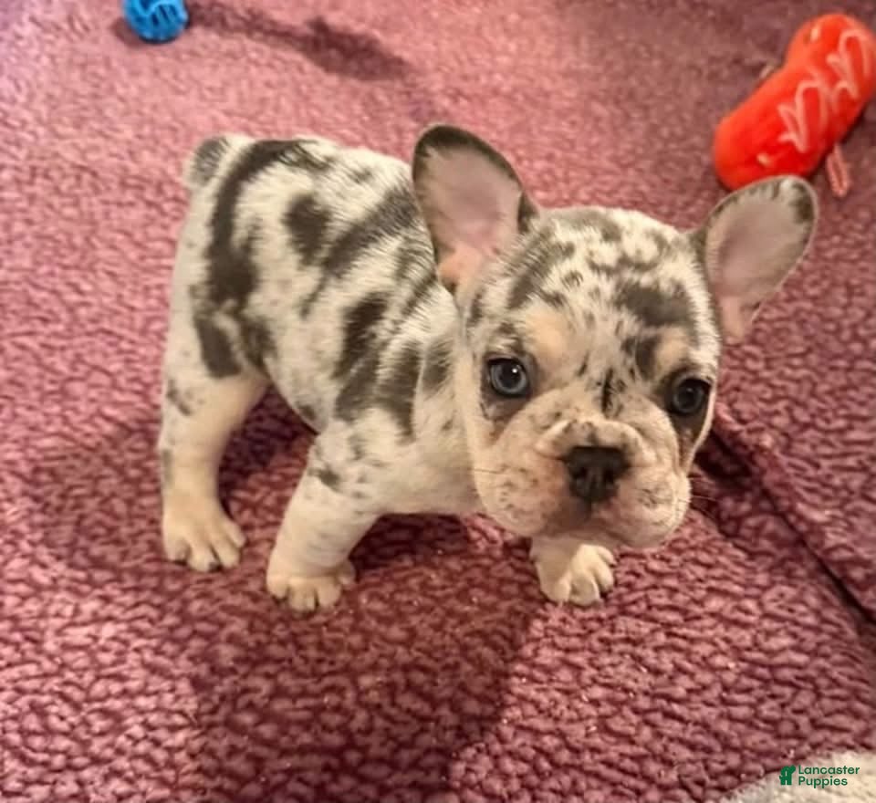 French Bulldog dogs for sale: French Bulldog 1 - Ad 32