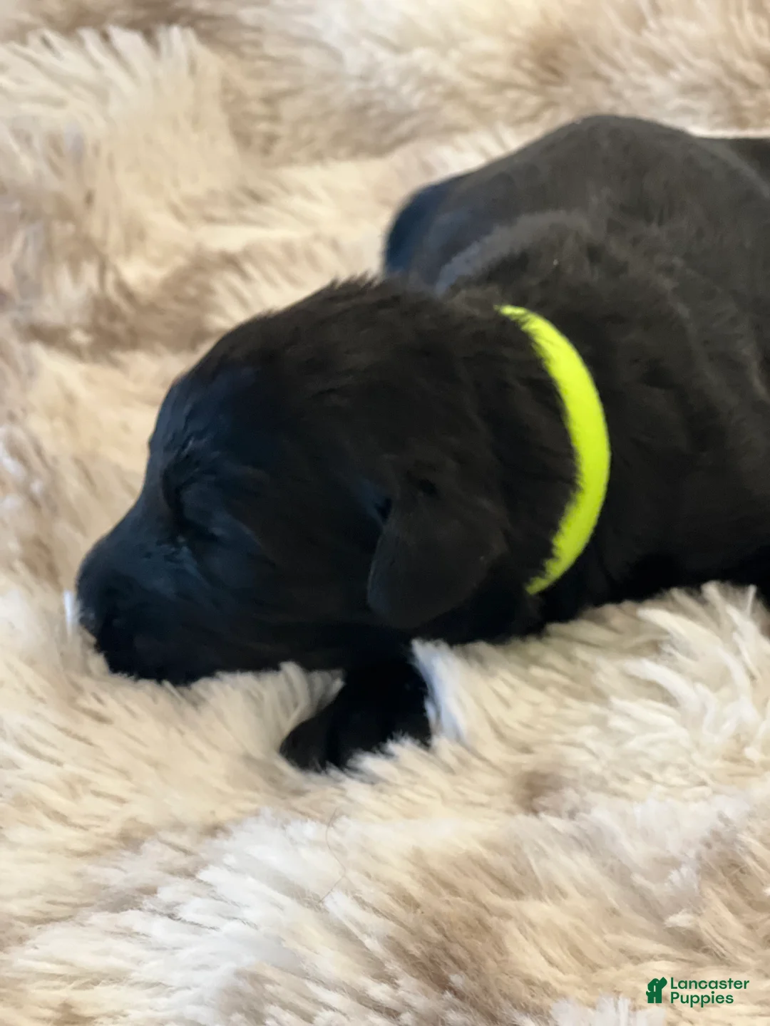 Giant Schnauzer dogs for sale: Archibald “Archie”  - Ad 1