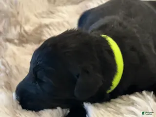 Giant Schnauzer dogs Archibald “Archie” - Ad 7