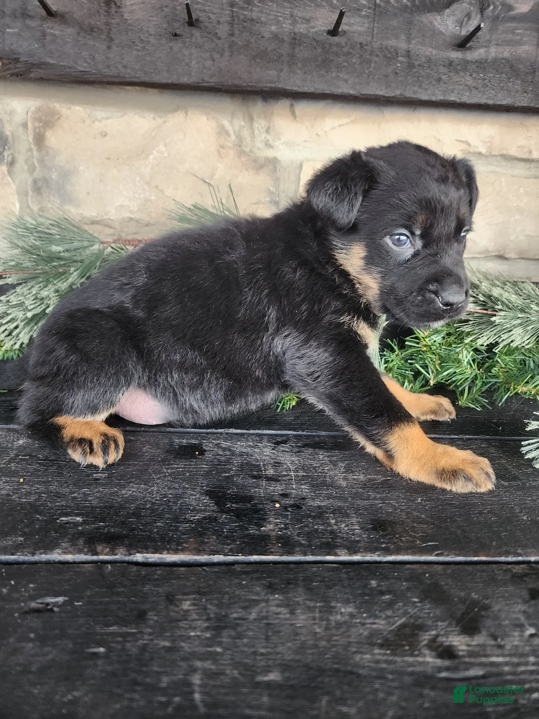 Mixed Breed dogs for sale: Riley - Ad 8
