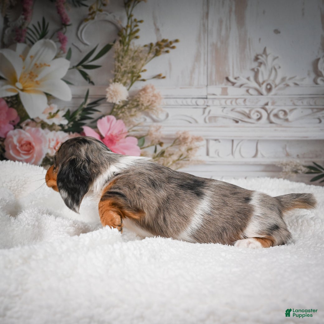 Miniature Dachshund dogs for sale: AKC-Betsy - Ad 7
