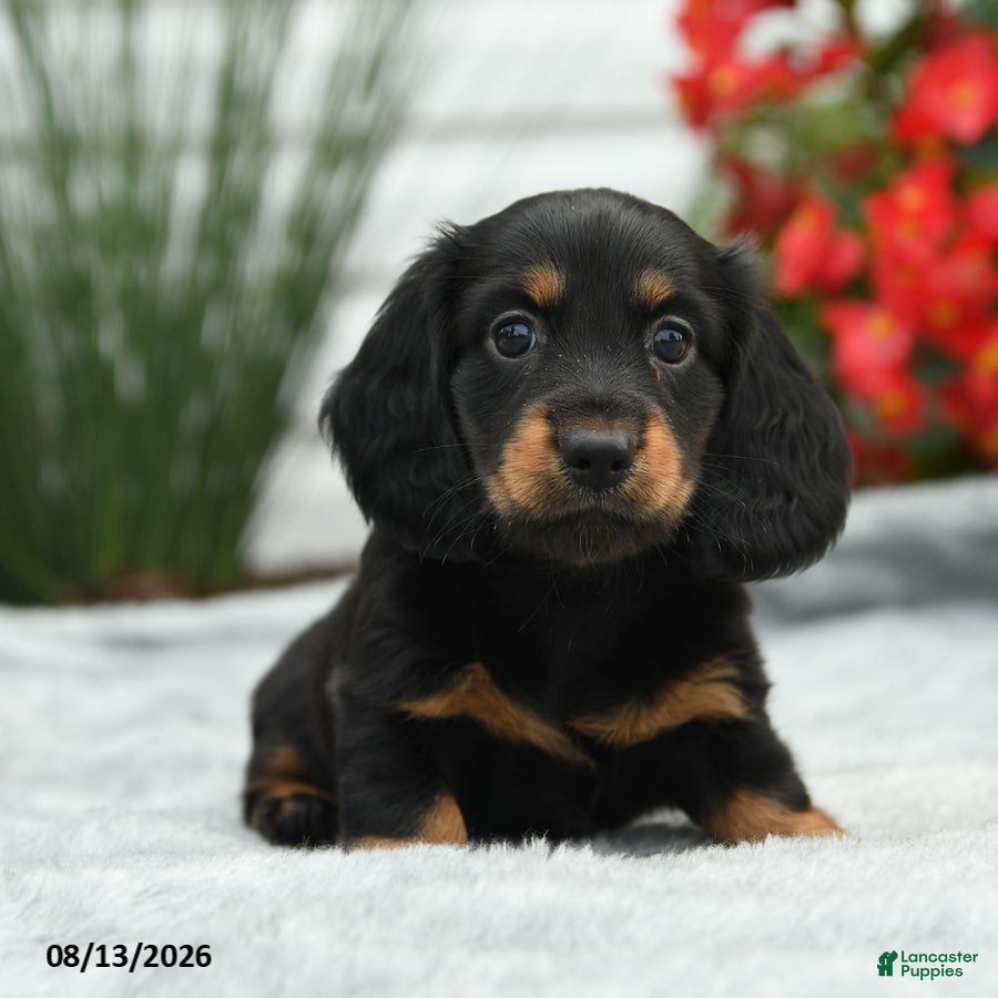 Dachshund dogs Rosy - Ad 1
