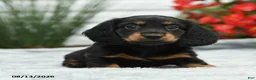 Dachshund dogs for sale: Rosy - Ad 1