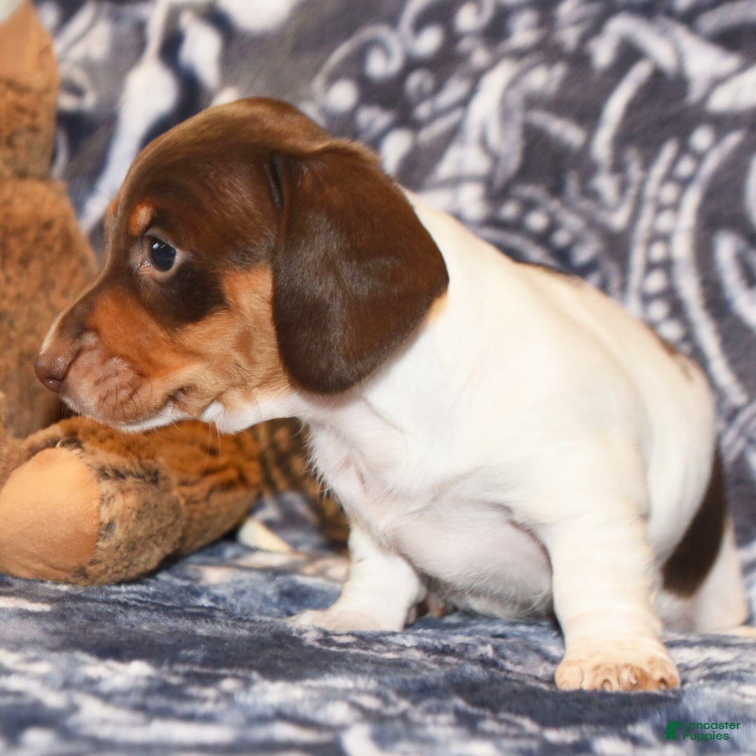 Dachshund dogs Dachshund Puppy 1 - Ad 8