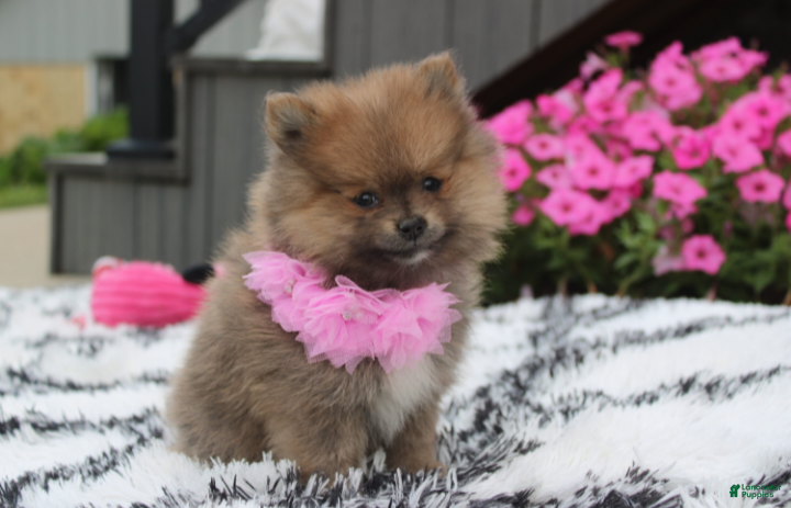 Pomeranian dogs Zara - Ad 2