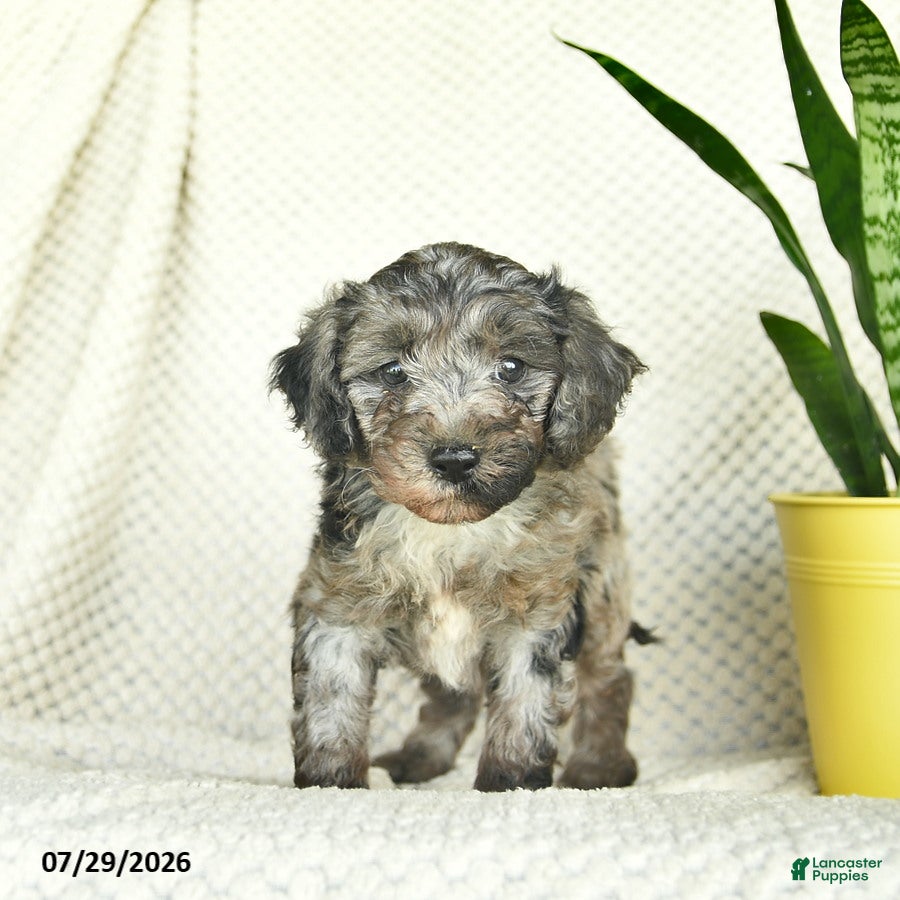 Aussiedoodle dogs Whimsy  - Ad 2