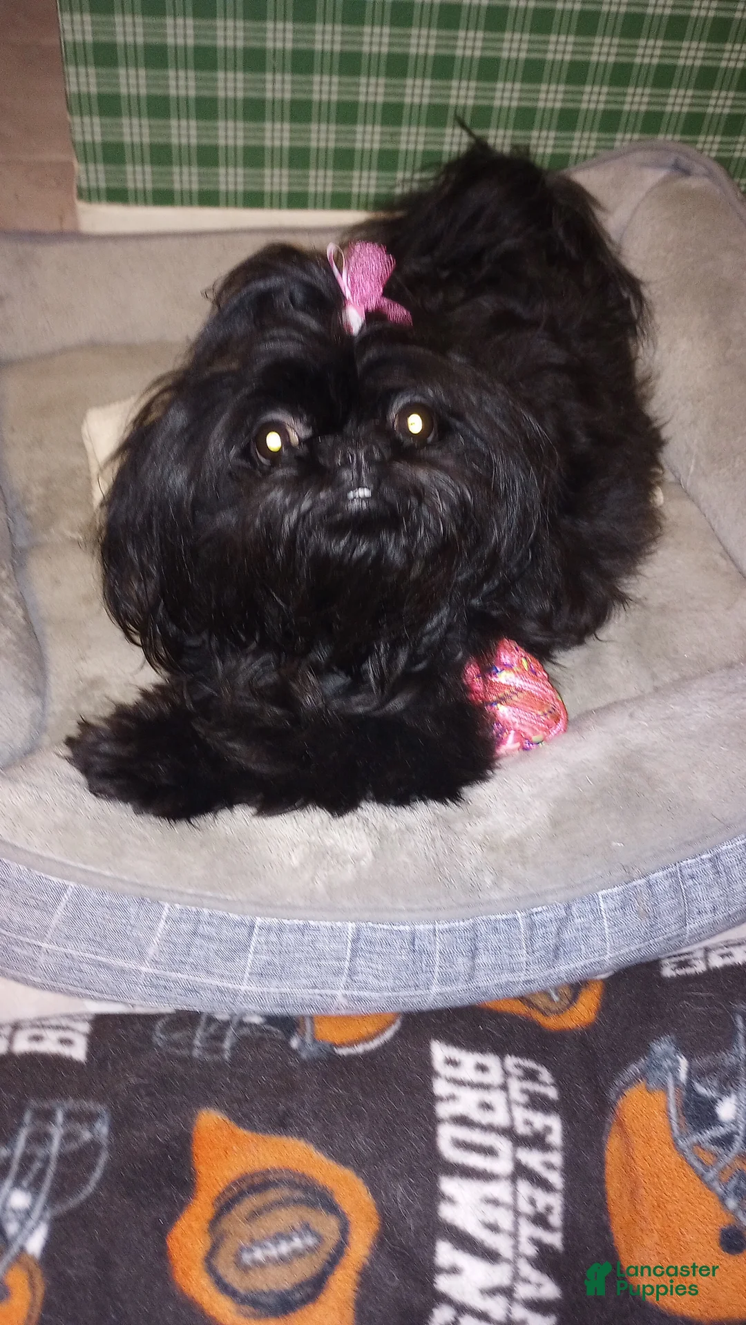 Shih Tzu dogs for sale: Shih Tzu Puppy 1 - Ad 2