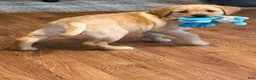 Labrador Retriever dogs for sale: Clare - Ad 4