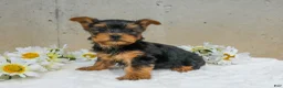 Yorkshire Terrier dogs for sale: Jenny - Ad 1