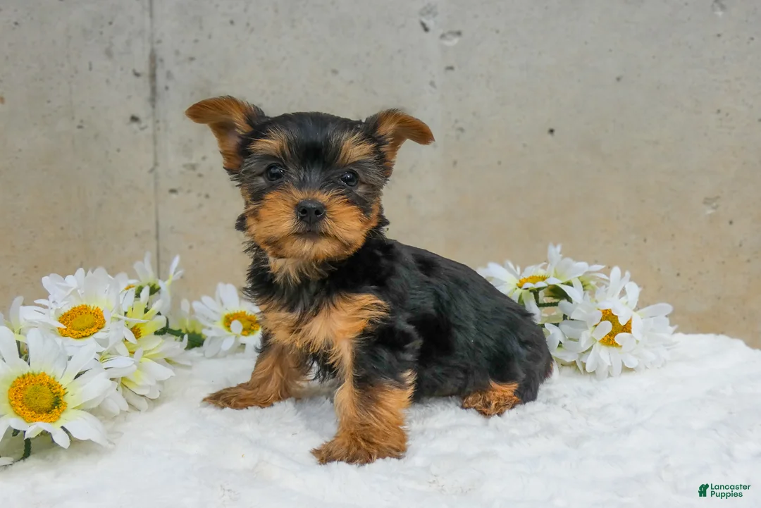 Yorkshire Terrier dogs for sale: Jenny - Ad 1
