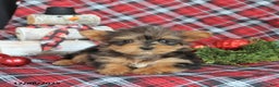 Yorkiepoo dogs for sale: Twinkle - Ad 4