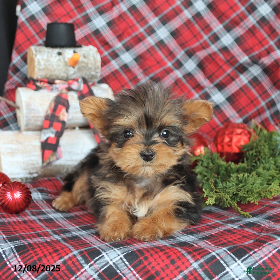 Yorkiepoo dogs for sale: Twinkle - Ad 4