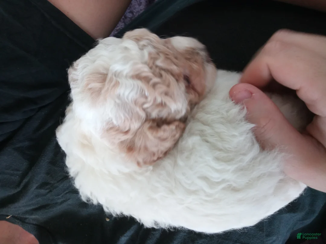 Toy Poodle dogs for sale: Little patches - Ad 2