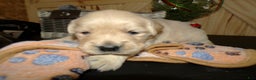 Golden Retriever dogs for sale: Golden Retriever Puppy 2 Rosanne - Ad 1