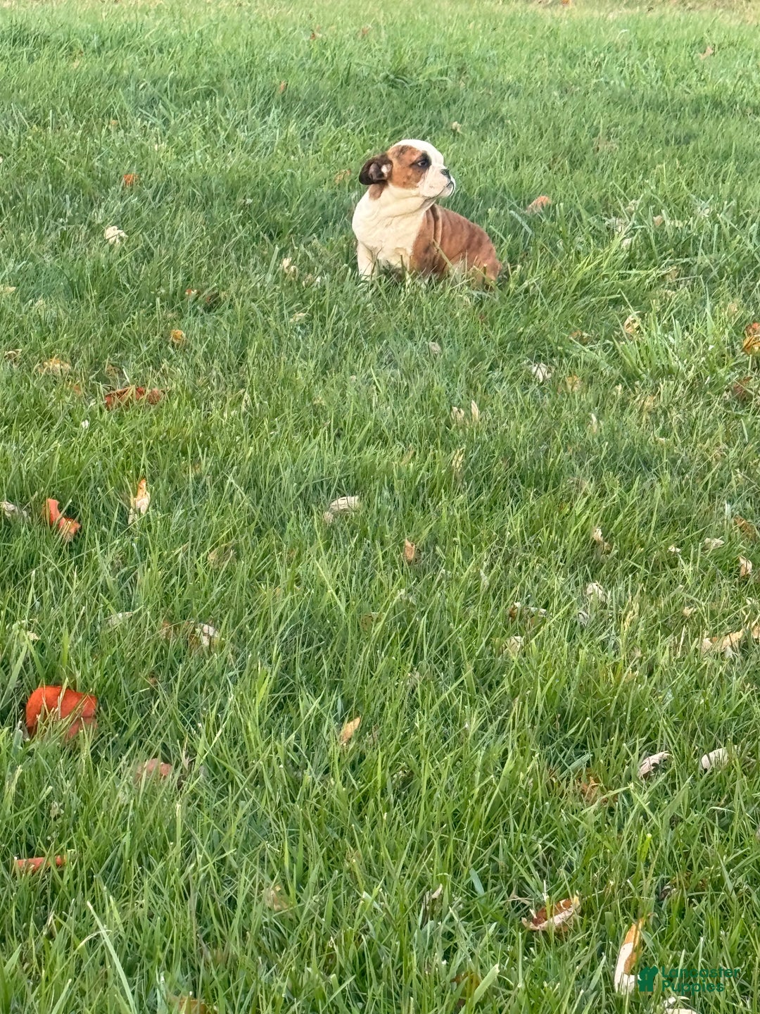 English Bulldog dogs for sale: Hunter  - Ad 2