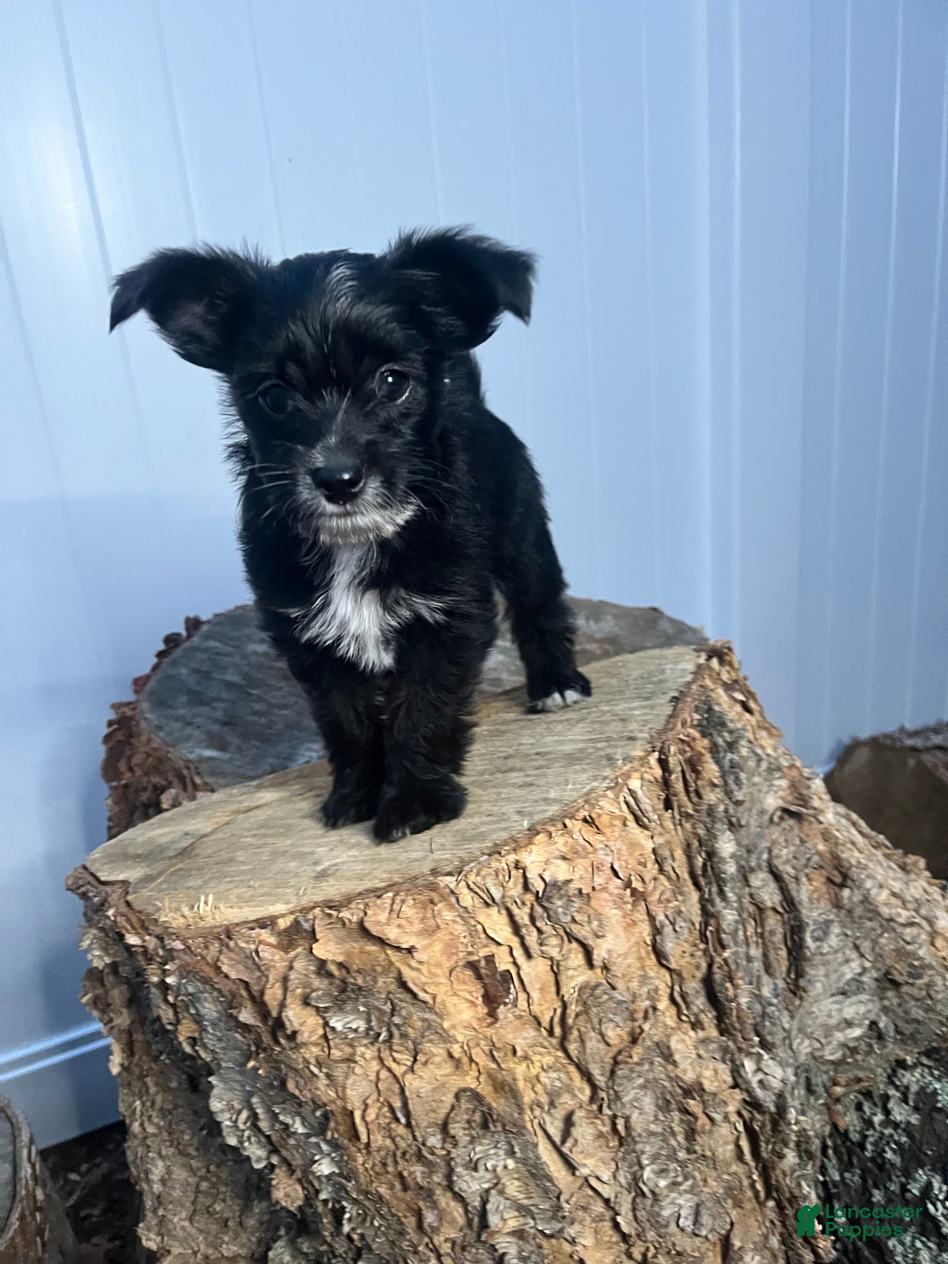 Yorkiepoo dogs Yorkiepoo 1 - Ad 2