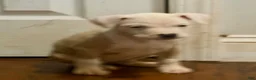American Pit Bull Terrier dogs for sale: Chula - Ad 2
