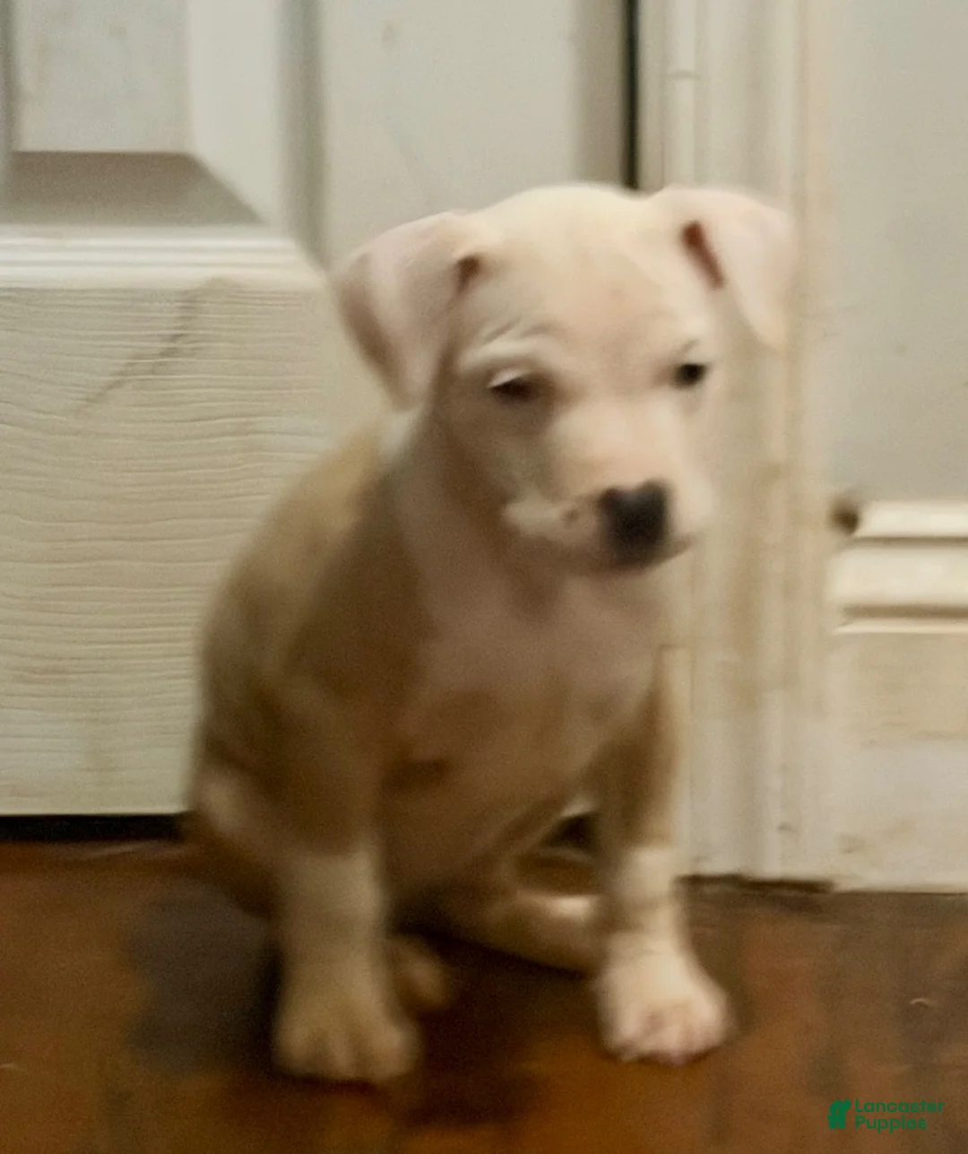 American Pit Bull Terrier dogs for sale: Chula - Ad 2