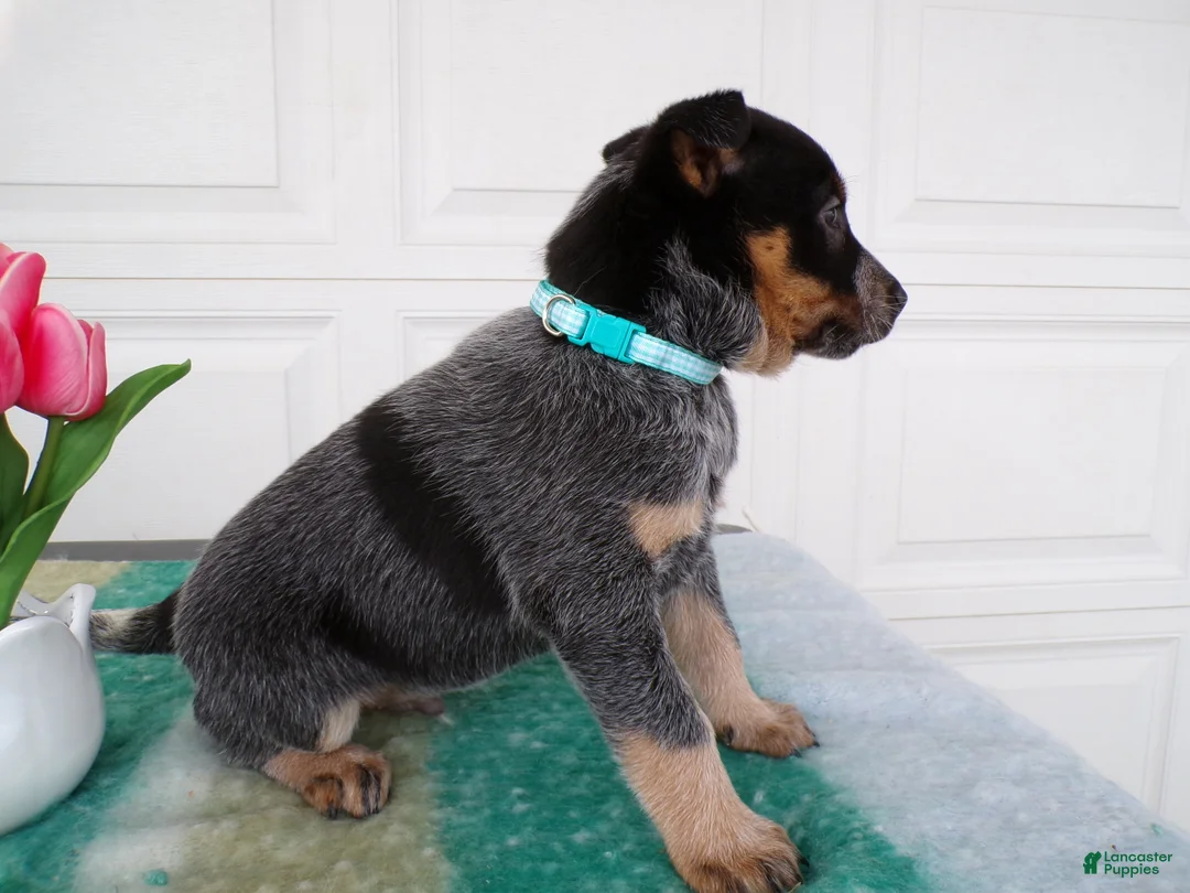 Australian Cattle Dog dogs for sale: Australian Cattle Dog Puppy 2 Kendell - Ad 3
