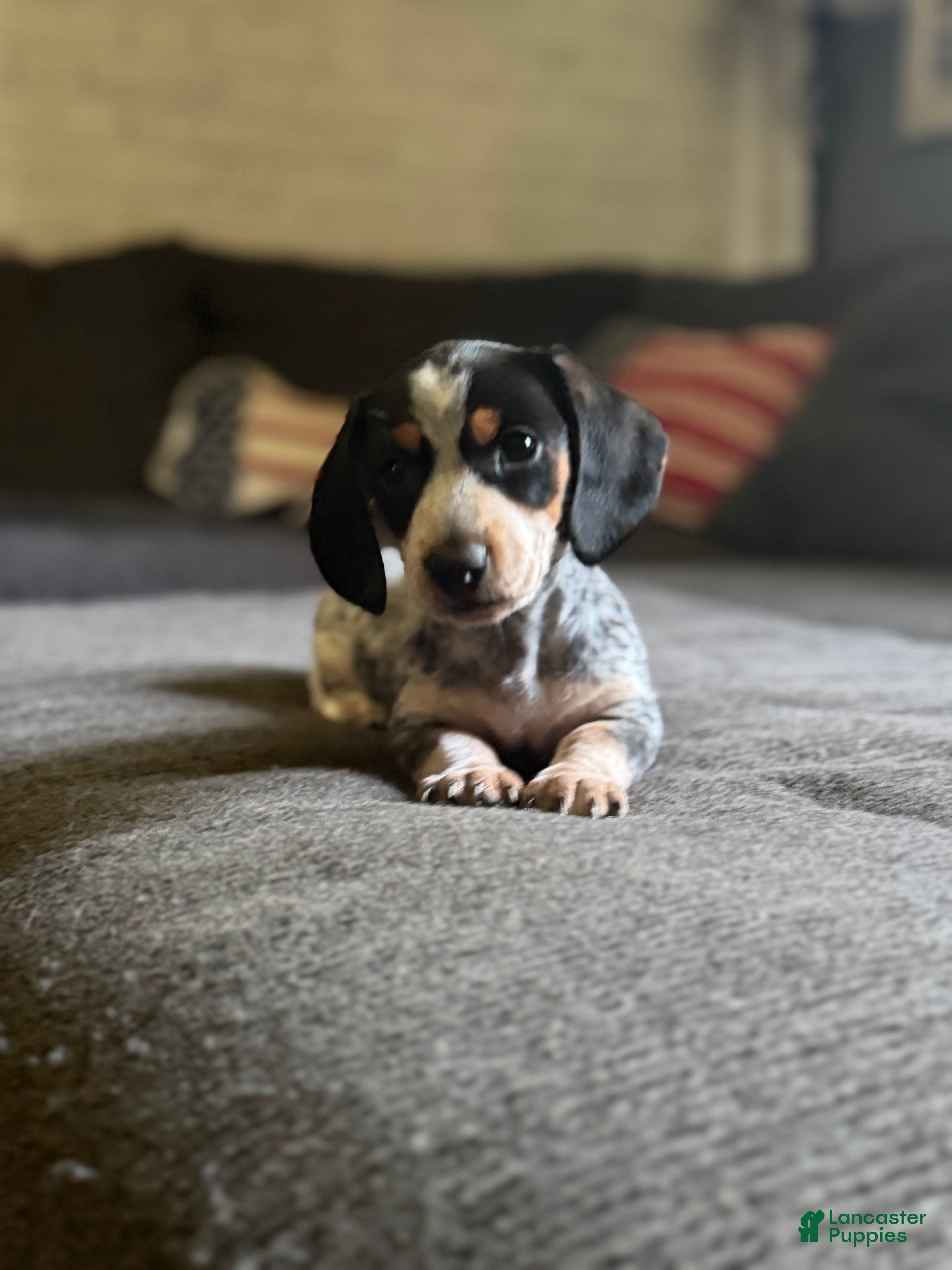 Miniature Dachshund dogs Miniature Dachshund 2 - Ad 41