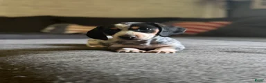Miniature Dachshund 2