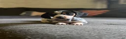 Miniature Dachshund dogs for sale: Miniature Dachshund 2 - Ad 1