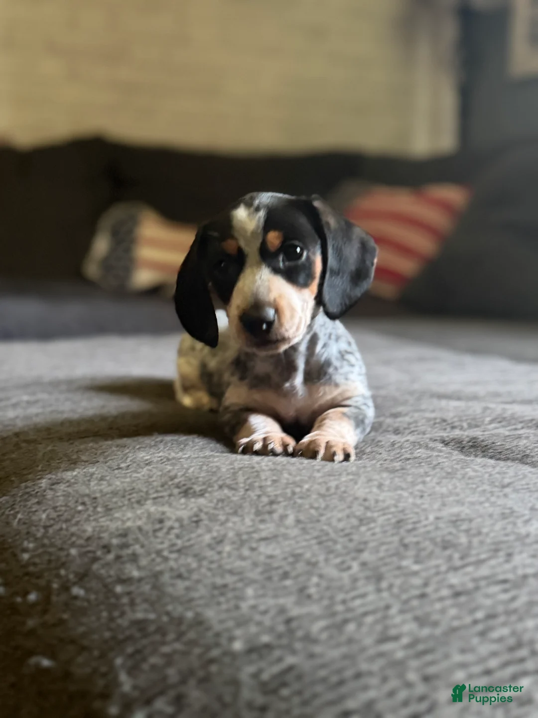 Miniature Dachshund dogs for sale: Miniature Dachshund 2 - Ad 1