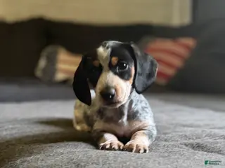 Miniature Dachshund dogs Miniature Dachshund 2 - Ad 41