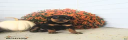 Rottweiler dogs for sale: Paul  - Ad 5