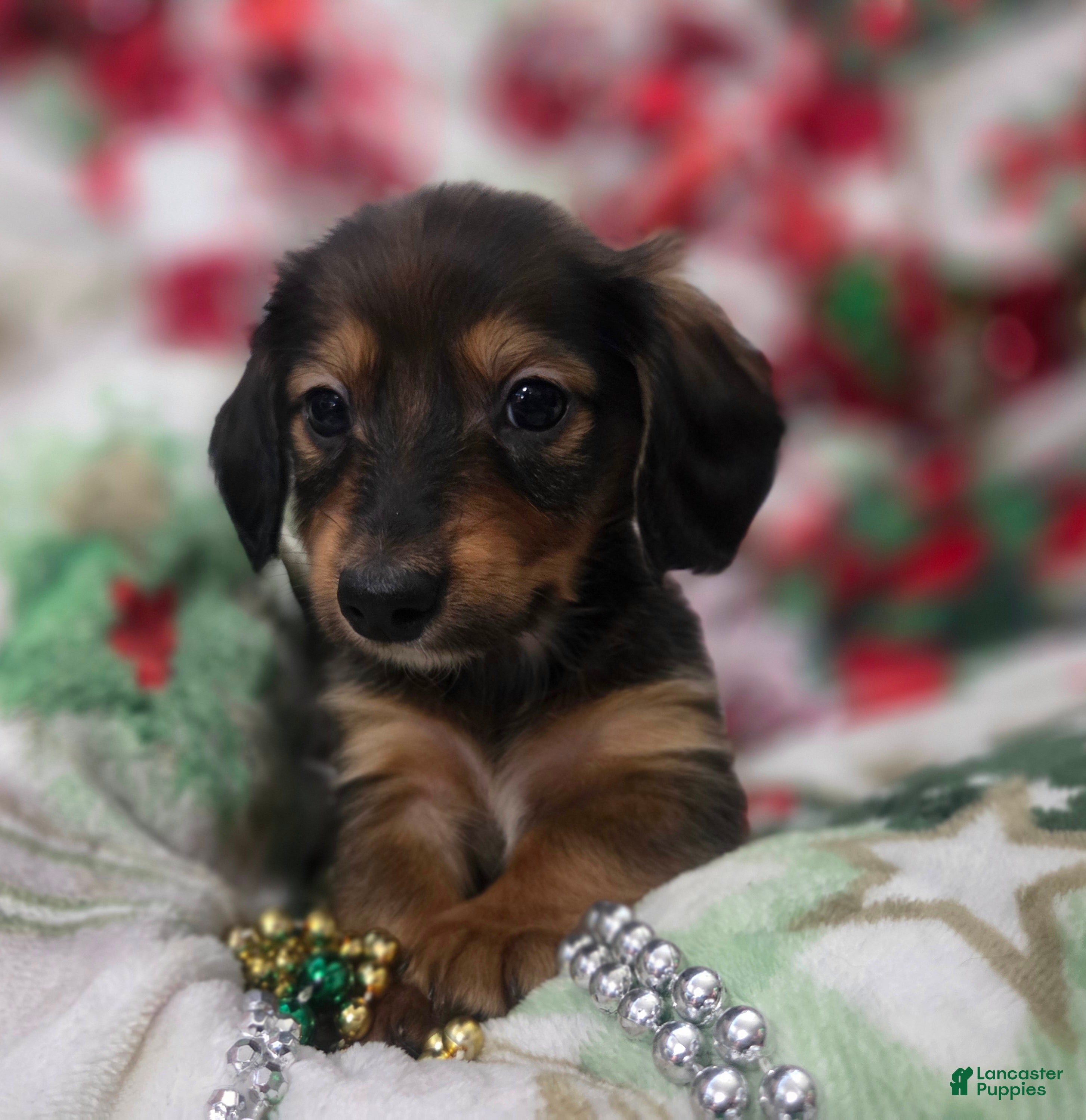 Miniature Dachshund dogs for sale: Miniature Dachshund 2 - Ad 1