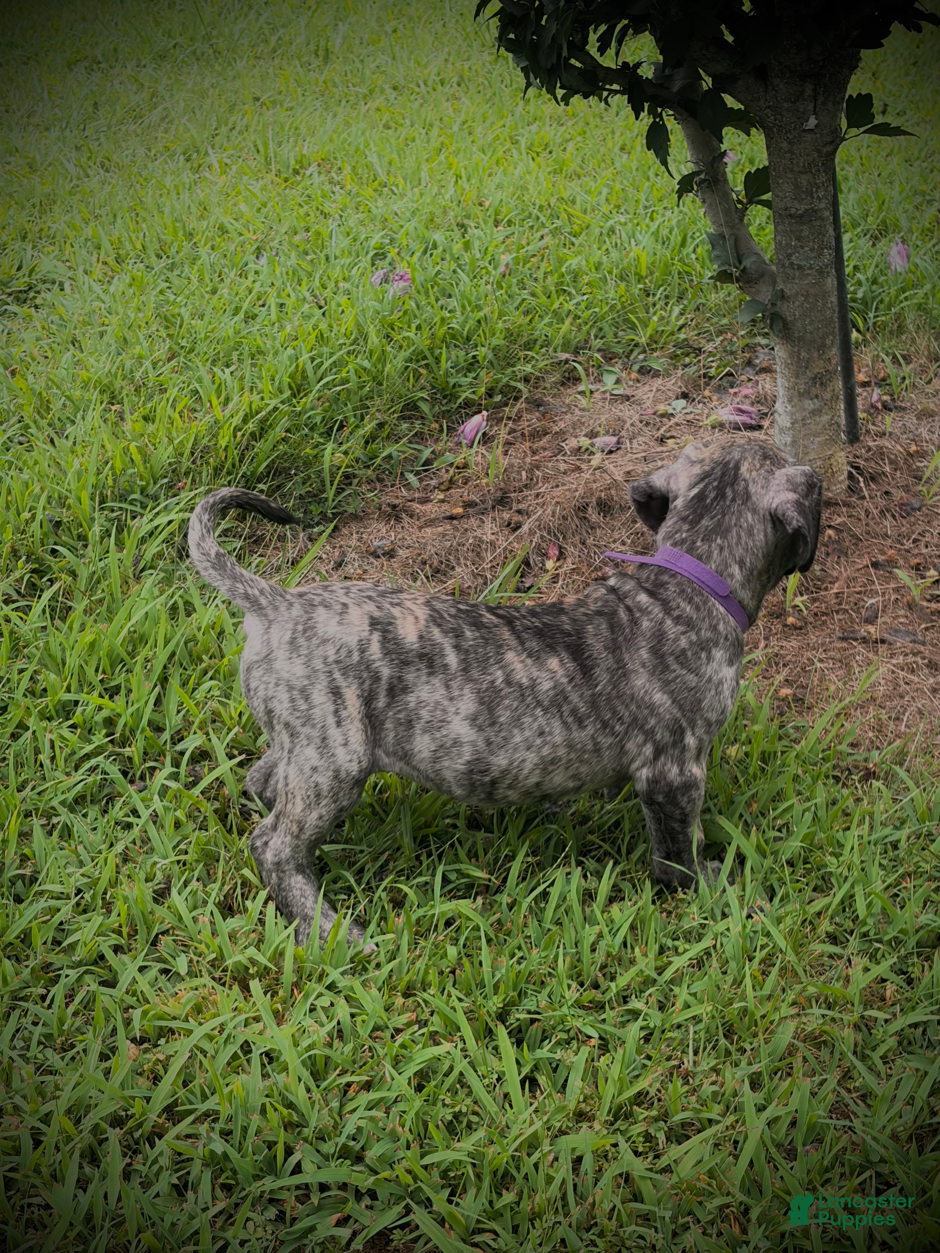 Presa Canario dogs Presa Canario 1 - Ad 2