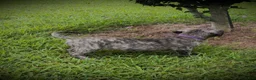 Presa Canario dogs for sale: Presa Canario 1 - Ad 2