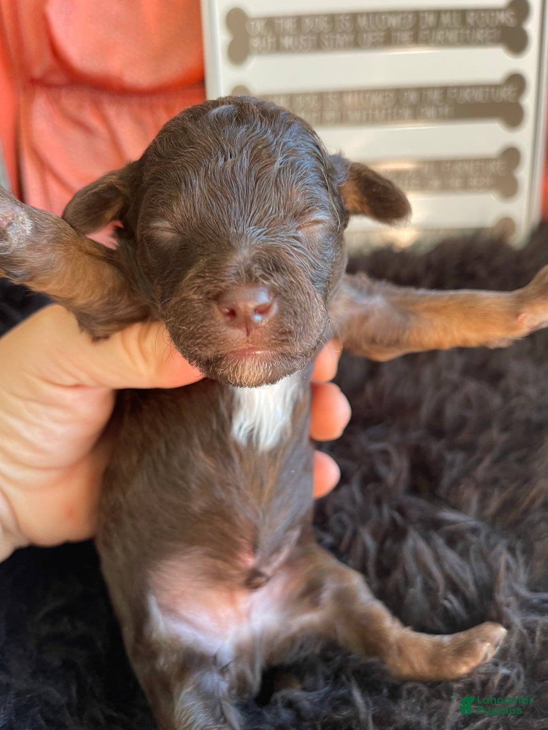 Miniature Poodle dogs for sale: Akc Clear Chocolate Phantom Boy 1 - Ad 15
