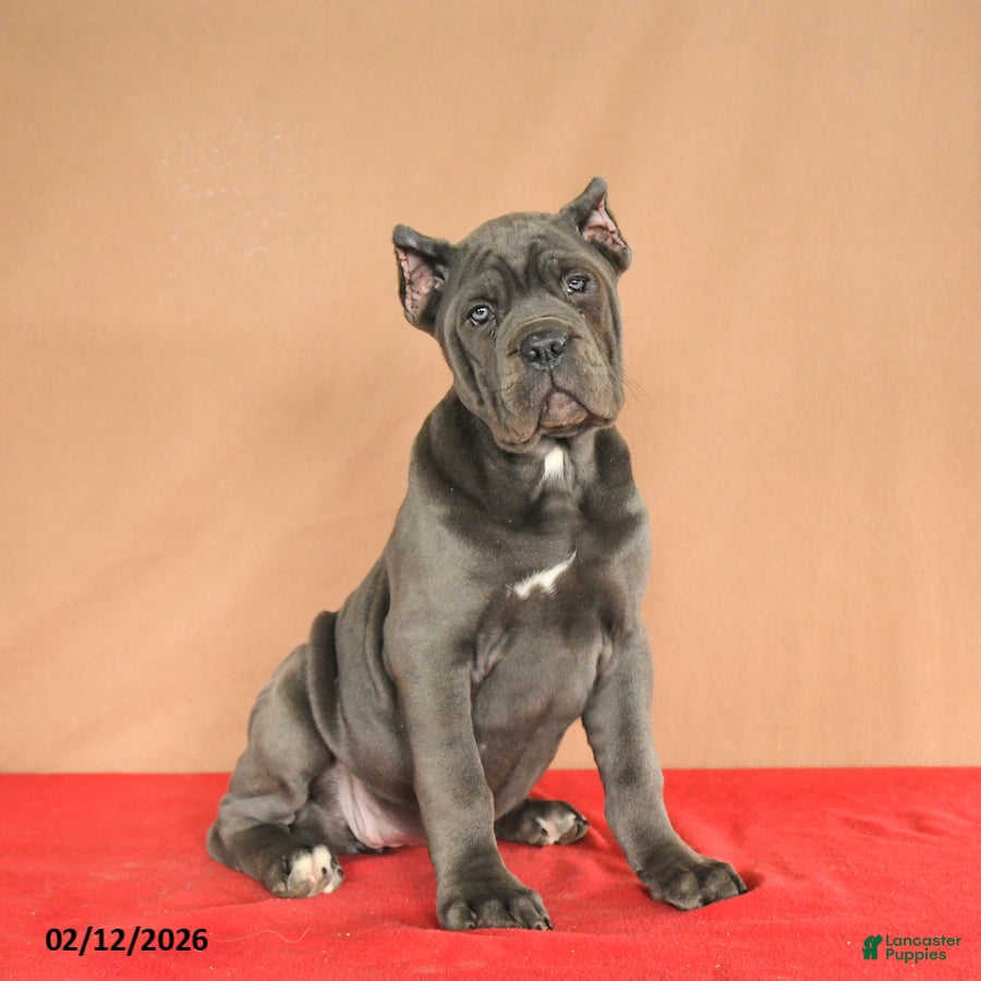 Cane Corso dogs Meadow - Ad 8