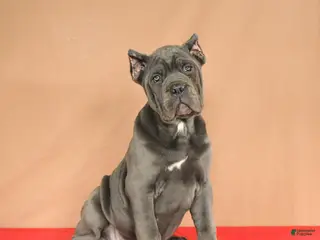 Cane Corso dogs Meadow - Ad 7