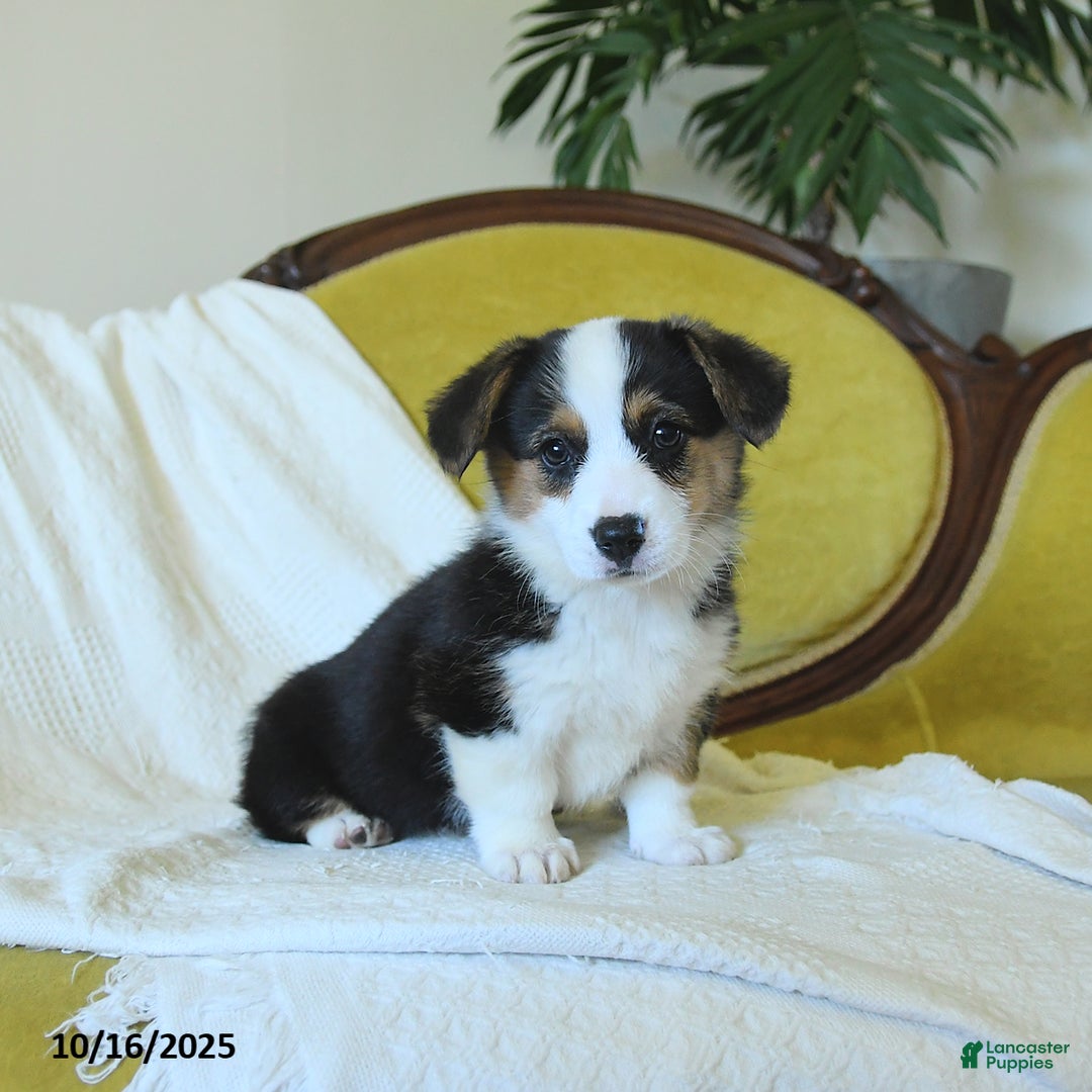 Welsh Corgi Pembroke dogs for sale: Nickle  - Ad 17