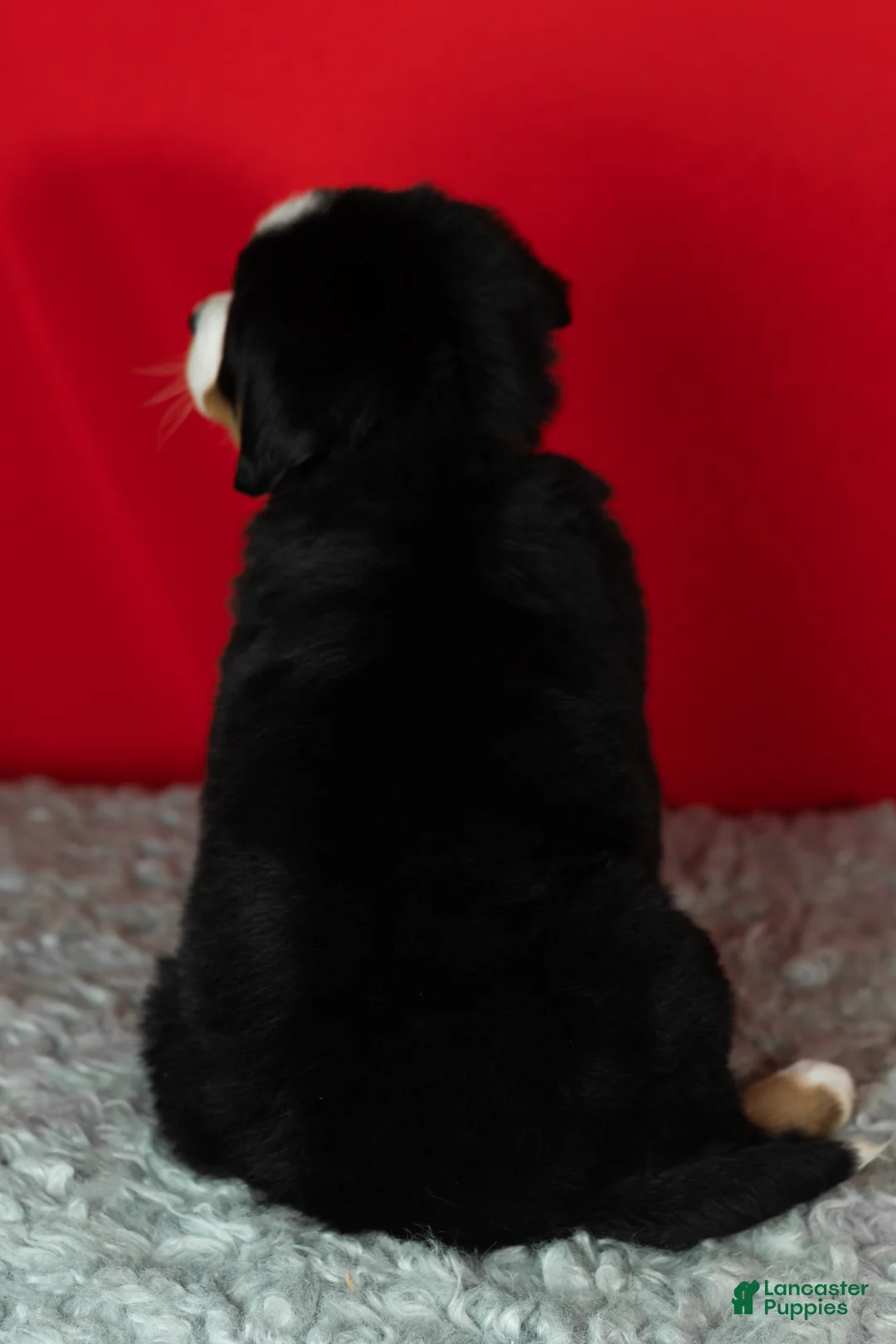 Bernese Mountain Dog dogs for sale: Poppy - Ad 5