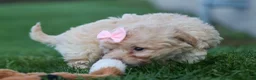 Havapoo dogs for sale: OREO - Ad 8