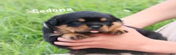 Rottweiler dogs for sale: Sedona w a Long Tail  - Ad 3