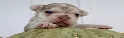 French Bulldog dogs for sale: Misty Female AKC French Bulldog - Ad 9