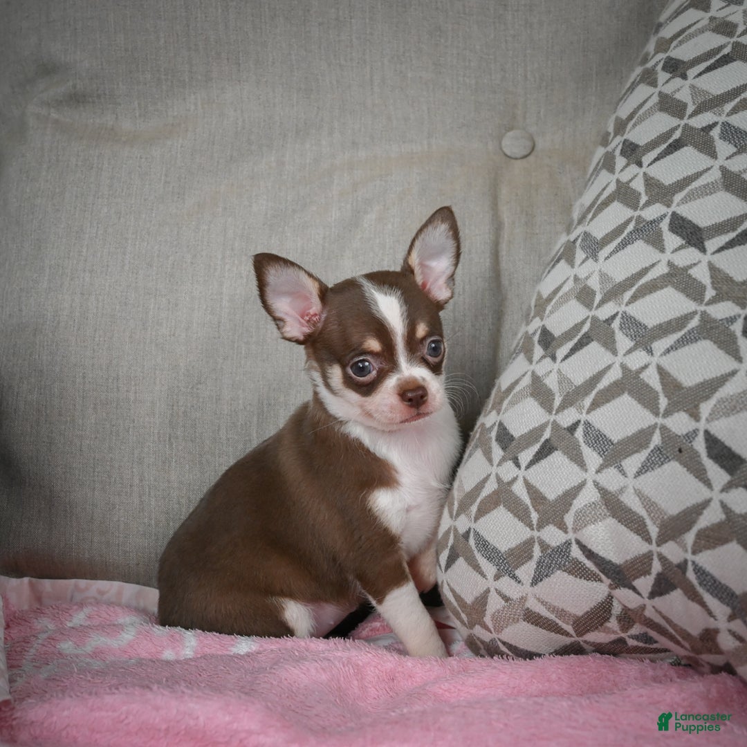 Chihuahua dogs for sale: Isabel - Ad 12