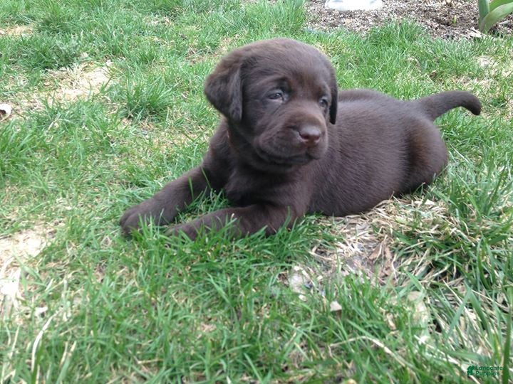 Labrador Retriever dogs Labrador Retriever 2 - Ad 13