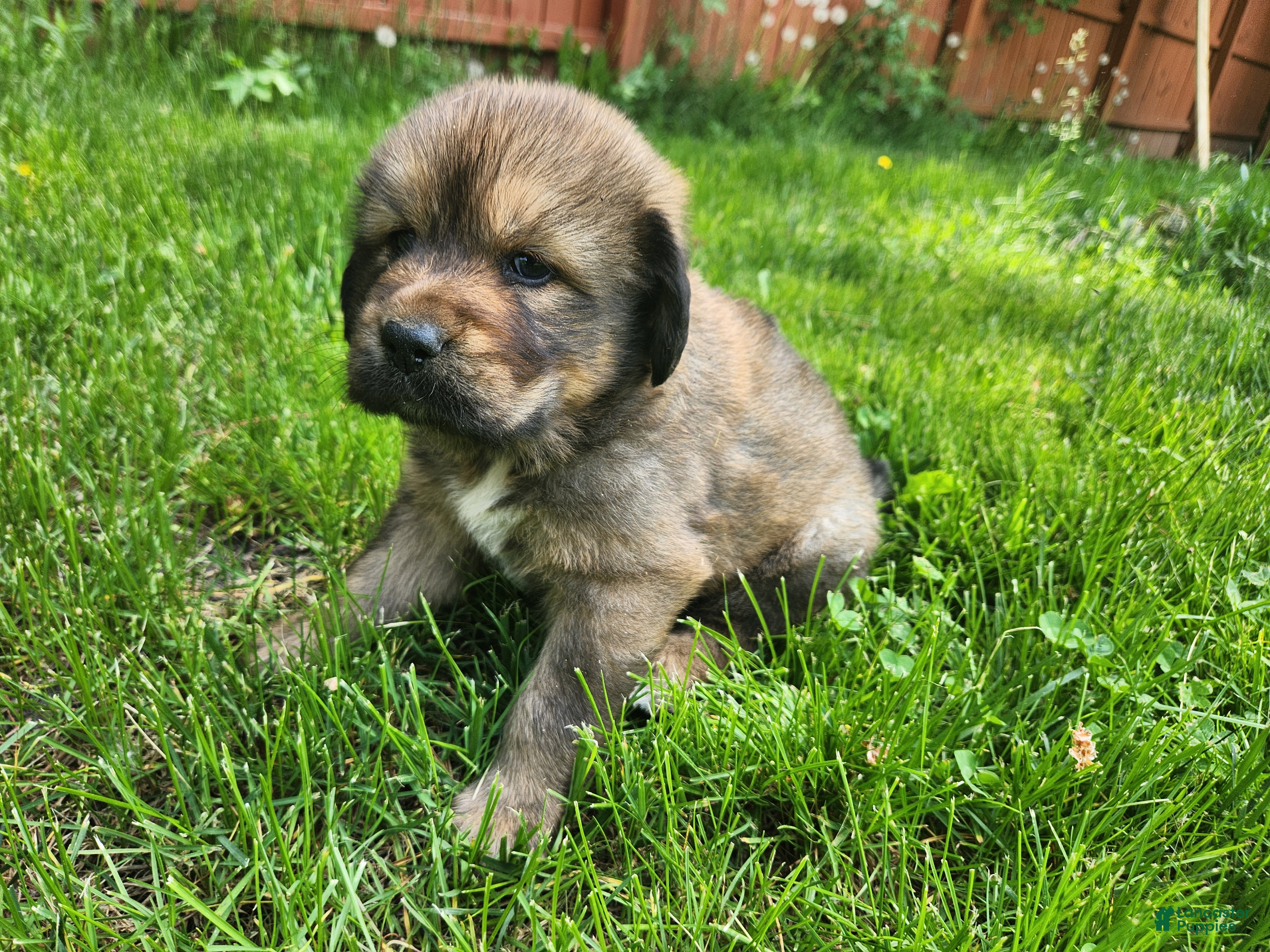 Tibetan Mastiff dogs Lani - Ad 3