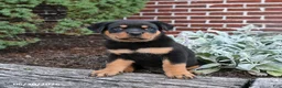 Rottweiler dogs for sale: Buster - Ad 5