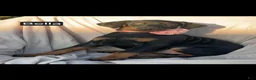 Doberman Pinscher dogs for sale: Bella WEEKEND SPECIAL $250 OFF! - Ad 5