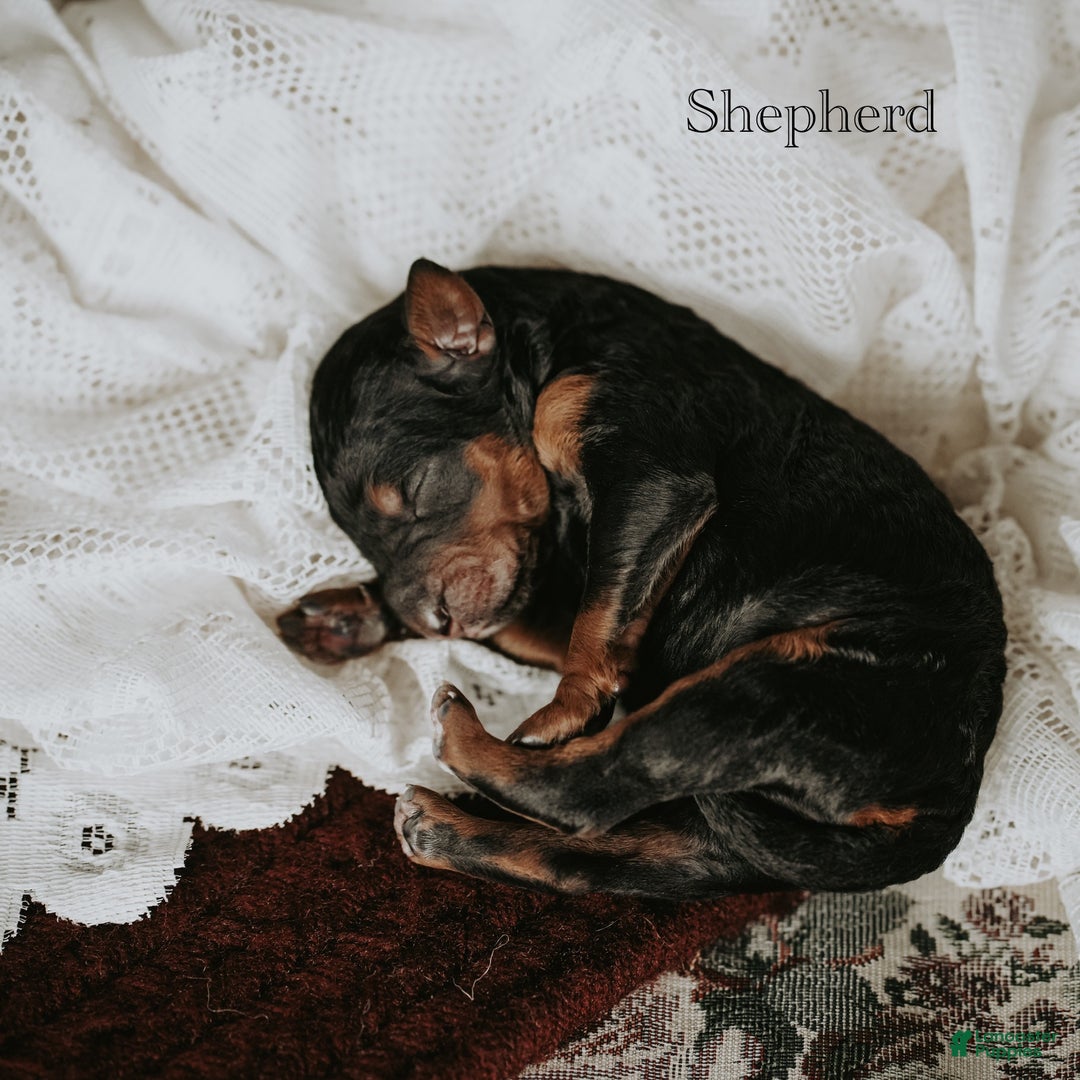 Standard Poodle dogs for sale: Shepherd - Ad 6