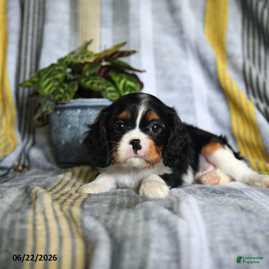 Cavalier King Charles Spaniel dogs Jamie - Ad 2